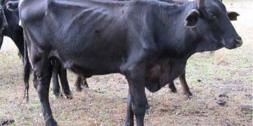 Sığırlarda Ketozis