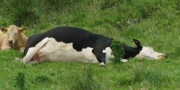 İneklerde Süt Humması (Doğum Felci)