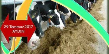 Süt İneklerinde Metabolik Profil Testleri ve Klinik Değerlendirmesi