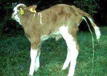 Buzağıların Viral İshalleri-Rotavirus, Coronavirus