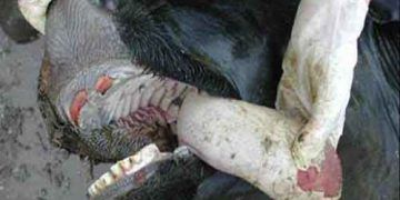 Şap, Foot and Mouth Disease, FMD Hastalığı