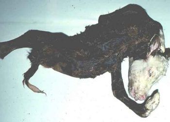 Akabane Hastalığı