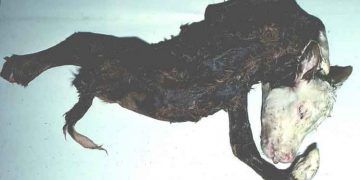 Akabane Hastalığı