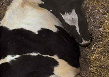 Sığırlarda Akut Potasyum Eksikliği - Akut Hipokalemi