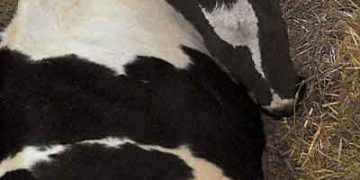 Sığırlarda Akut Potasyum Eksikliği - Akut Hipokalemi