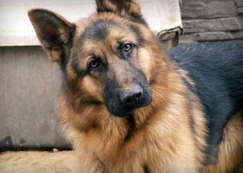 Alman Çoban Köpeği