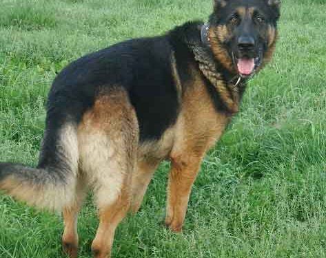 Alman Çoban Köpeği