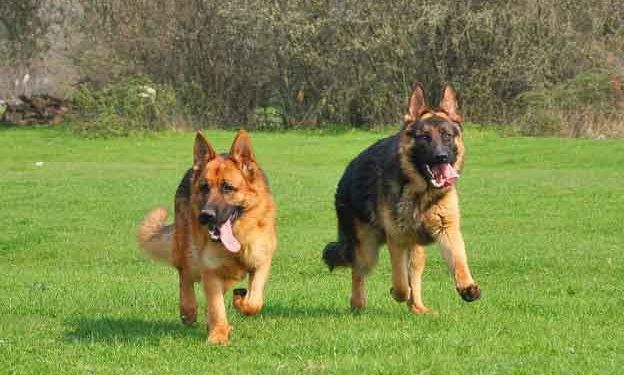 Alman Çoban Köpeği