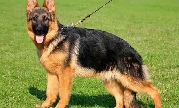 Alman Çoban Köpeği