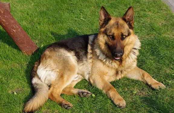 Alman Çoban Köpeği