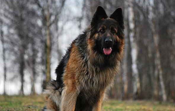 Alman Çoban Köpeği