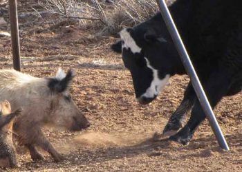 Sığırlarda Yalancı Kuduz (Aujesky)