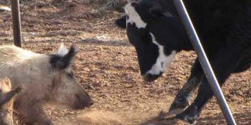 Sığırlarda Yalancı Kuduz (Aujesky)