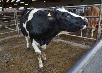 Bovine Immun Yetmezlik Virus Enfeksiyonu