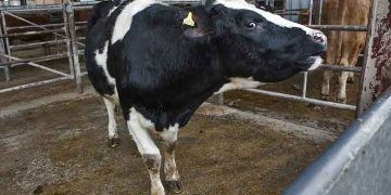 Bovine Immun Yetmezlik Virus Enfeksiyonu