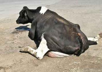 Downer Cows Sendromu - Yatalak Sendromu