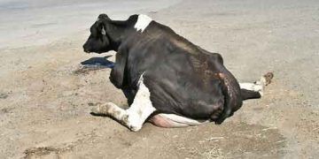 Downer Cows Sendromu - Yatalak Sendromu