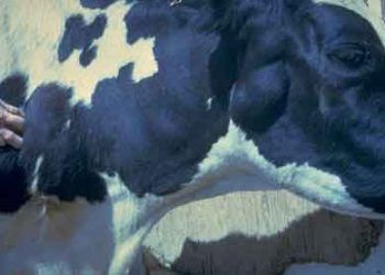 Sığırların Enzootik Leukosis