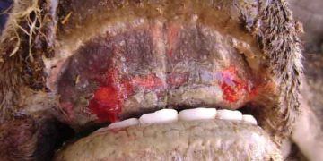 Epizootik Hemorajik Hastalık