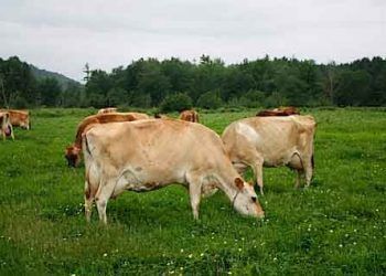 Çayır Tetanisi - Hipomagnezemi