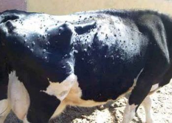 Lumpy Skin Disease (LSD)