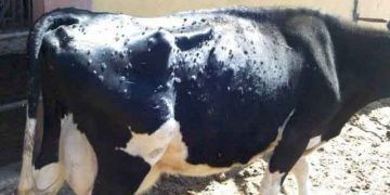 Lumpy Skin Disease (LSD)