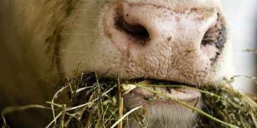 Nitrat - Nitrit Zehirlenmesi