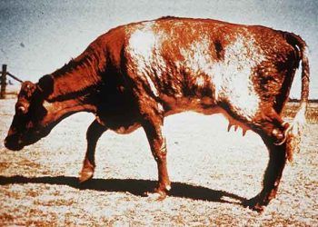 Sığırlarda Osteomalazi - Kemik Yumuşaması