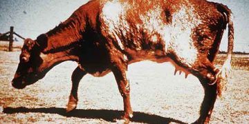 Sığırlarda Osteomalazi - Kemik Yumuşaması