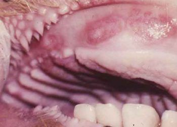 Bovine Papuller Stomatitis