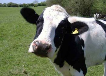 Sığırlarda Puerperal Hemoglobinuri