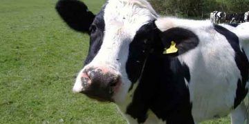 Sığırlarda Puerperal Hemoglobinuri