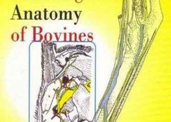 Sığırların Bölgesel ve Cerrahi Anatomisi