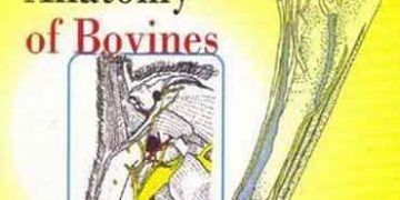 Sığırların Bölgesel ve Cerrahi Anatomisi