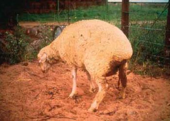 Koyunlarda Rift Vadisi Humması (Rift Valley Fever, RVF)