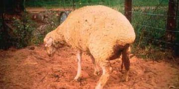 Koyunlarda Rift Vadisi Humması (Rift Valley Fever, RVF)