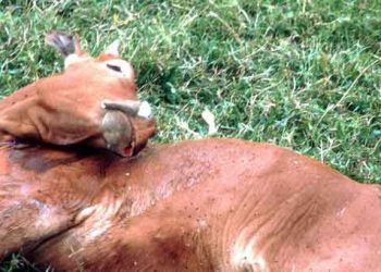 Sığırlarda Kuduz Hastalığı