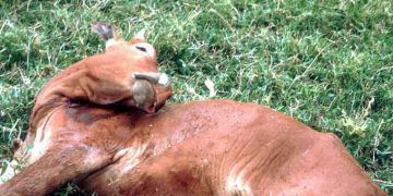 Sığırlarda Kuduz Hastalığı