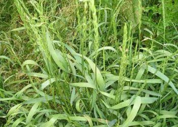 Siyanojen Bitkilerle Zehirlenme