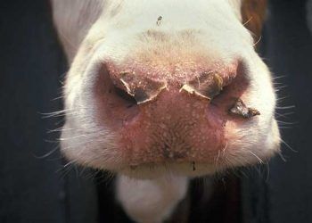 Sığırlarda Mavi Dil Hastalığı (Bluetongue, BT)