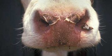 Sığırlarda Mavi Dil Hastalığı (Bluetongue, BT)