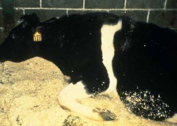 Sığırlarda Rift Vadisi Humması (Rift Valley Fever, RVF)