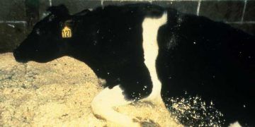 Sığırlarda Rift Vadisi Humması (Rift Valley Fever, RVF)