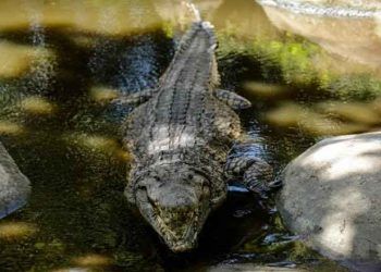 Timsaha müebbet hapis