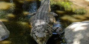 Timsaha müebbet hapis