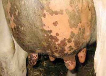 Ülseratif Mamillitis