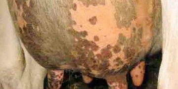 Ülseratif Mamillitis