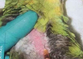 Papağandan kan alma şekli