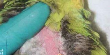 Papağandan kan alma şekli