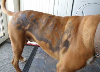 Kedi ve Köpeklerde Kıl Dökülmesi - Alopesi